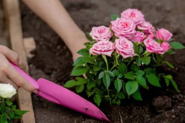 Want bigger, healthier rose blooms? Here's a beginner's guide to grafting roses successfully