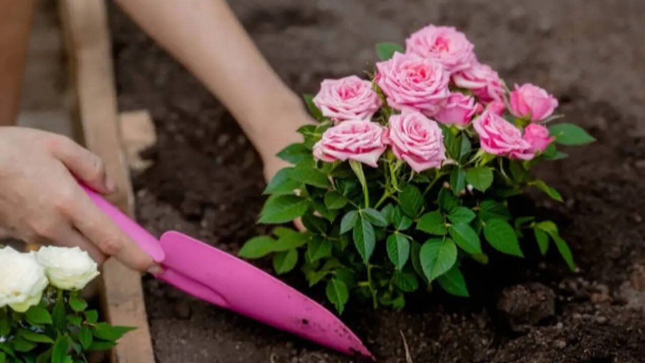 Want bigger, healthier rose blooms? Here's a beginner's guide to grafting roses successfully