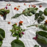 7 Plants with leaves and flowers that naturally stain and dye