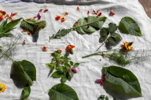 7 Plants with leaves and flowers that naturally stain and dye