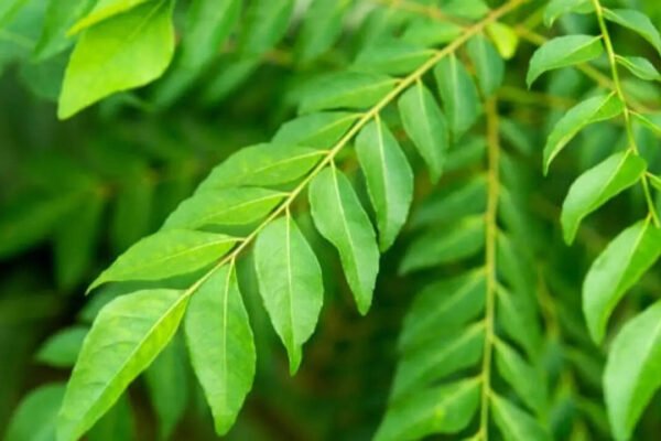 7 Edible plants that offer multiple harvests and deserve a spot in every home garden