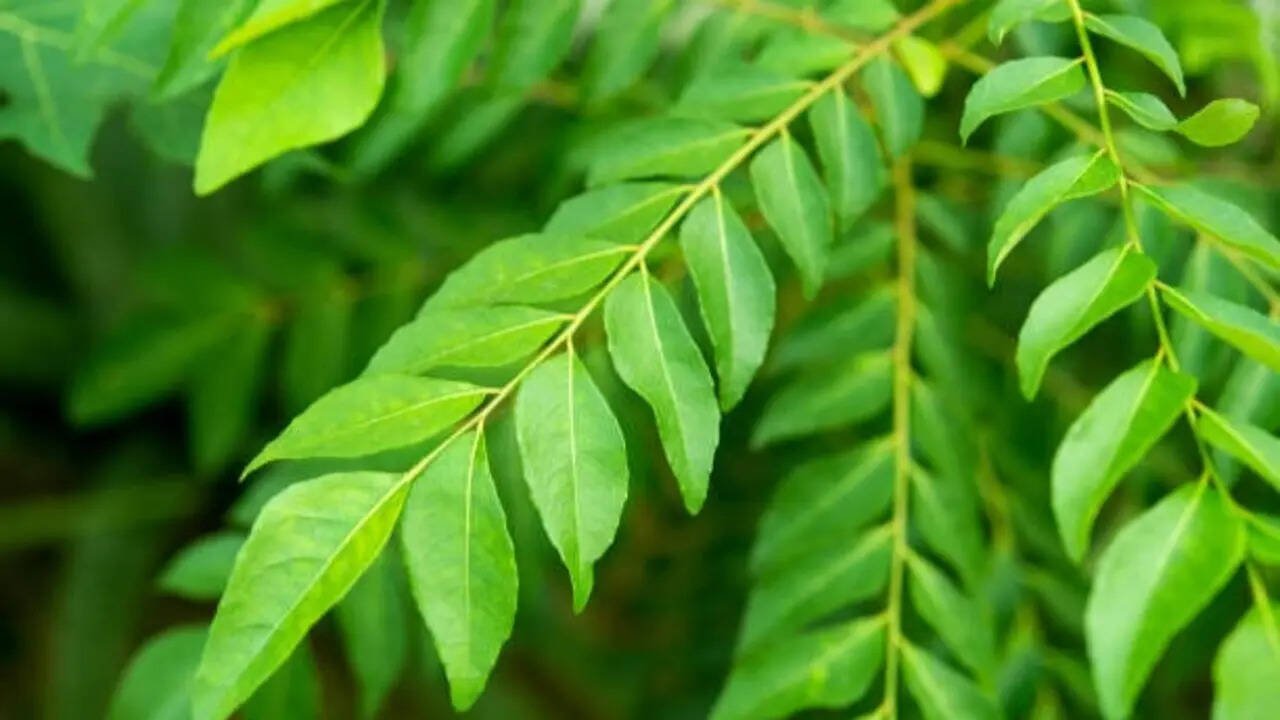 7 Edible plants that offer multiple harvests and deserve a spot in every home garden