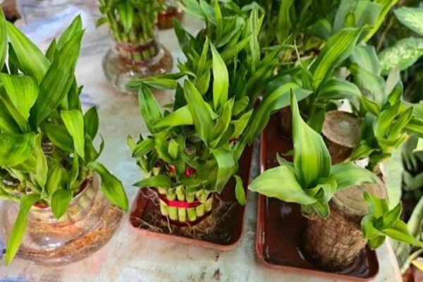 7 Indoor plants that grow easily from stem cuttings