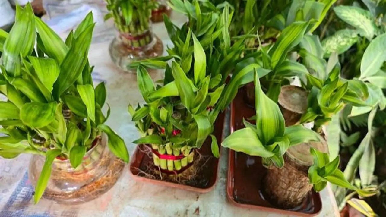 7 Indoor plants that grow easily from stem cuttings