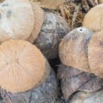 Before you throw away coconut shells, try these 7 clever garden ideas instead