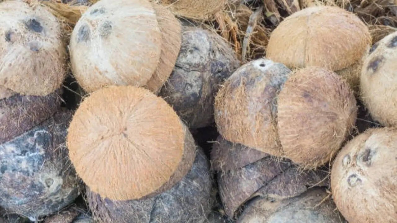 Before you throw away coconut shells, try these 7 clever garden ideas instead