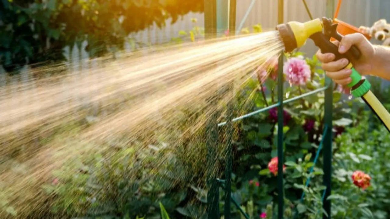 Watering your plants at this time of day could do more harm than good