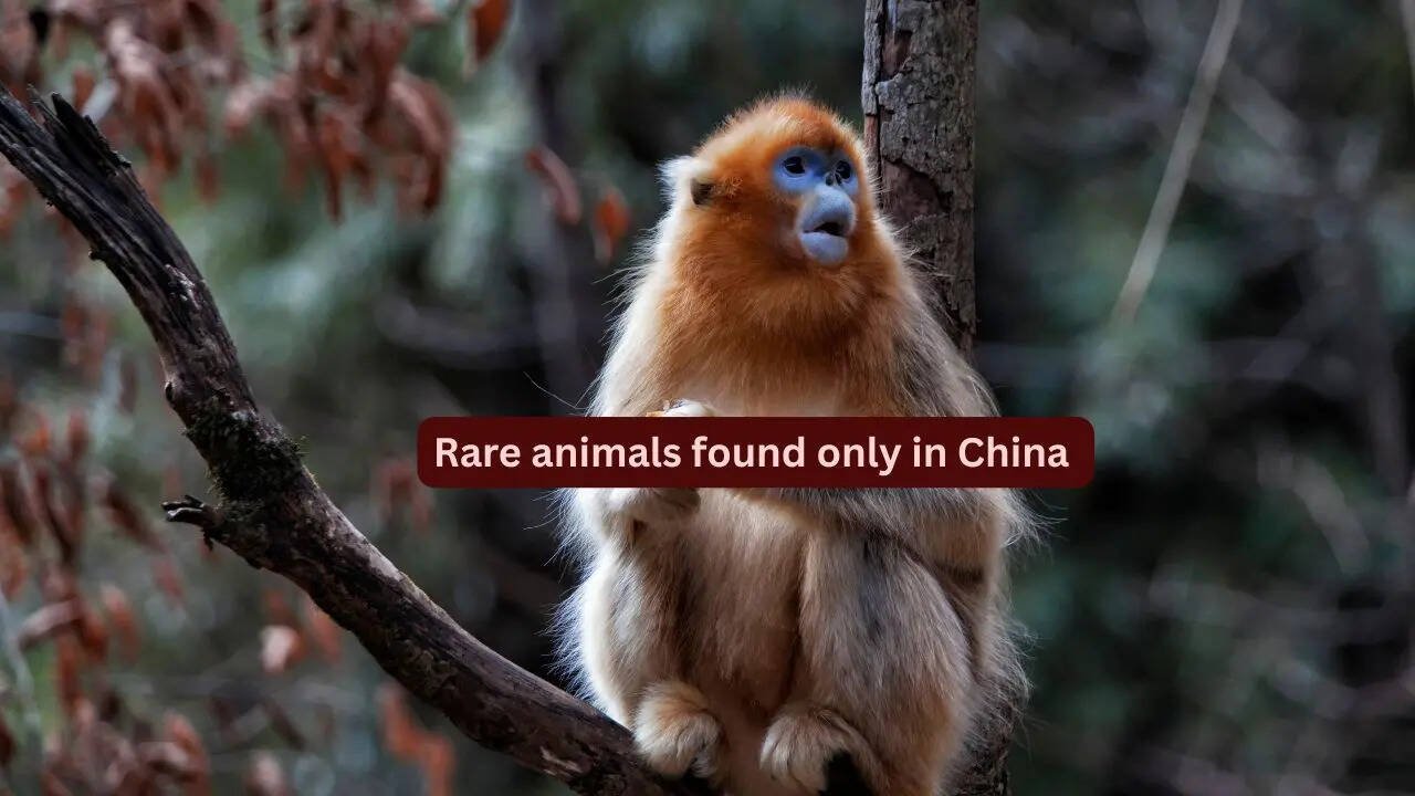 10 rare animals found only in China and where to spot them