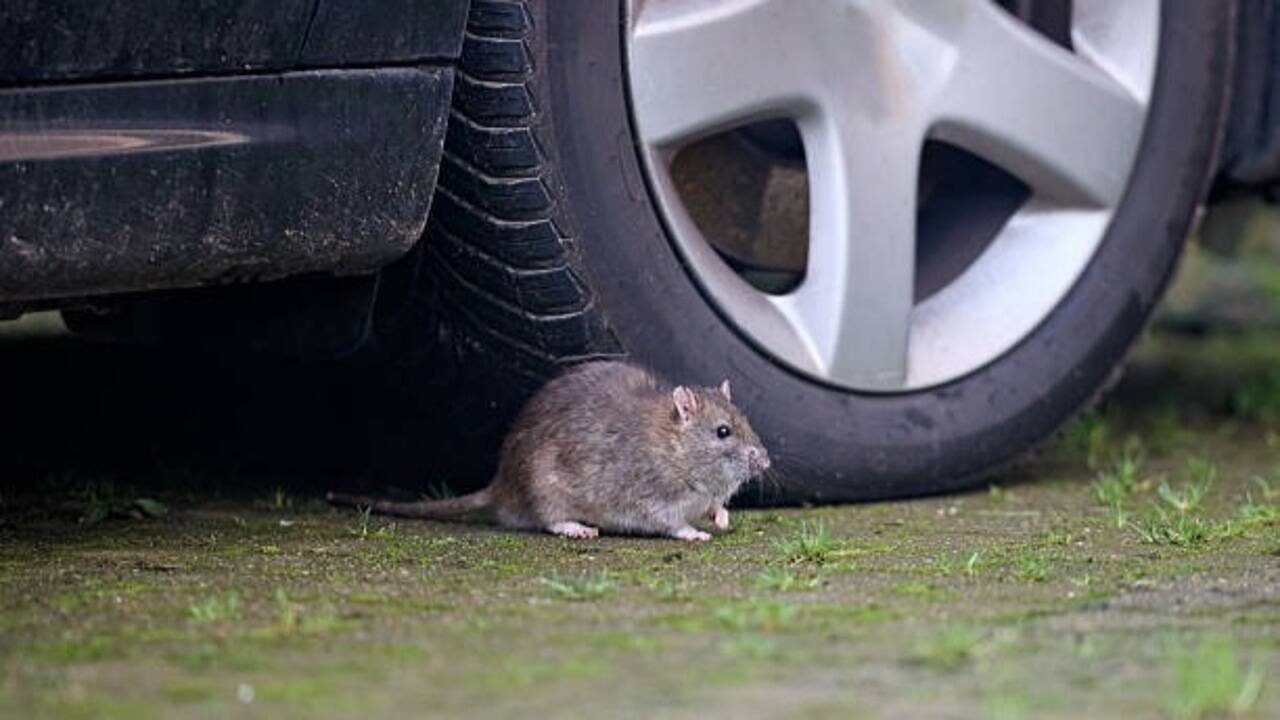 7 Natural ways to protect your car from rats and mice