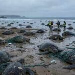 Nearly 150 turtles washed ashore on a Canadian lake, but scientists found the real killer hiding in a brutal winter |