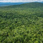 New England had almost completely lost its forests by the 1800s after centuries of logging. Then nature slowly reclaimed the land in one of history's greatest forest recoveries, covering about 60% of the region once again | World News
