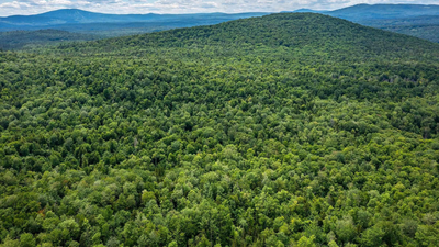 New England had almost completely lost its forests by the 1800s after centuries of logging. Then nature slowly reclaimed the land in one of history's greatest forest recoveries, covering about 60% of the region once again | World News