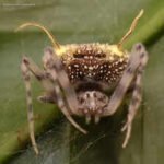 Scientists found a spider in the Amazon that looks like a parasitic fungus so perfectly they first mistook it for a mushroom