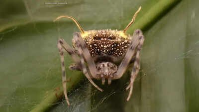 Scientists found a spider in the Amazon that looks like a parasitic fungus so perfectly they first mistook it for a mushroom