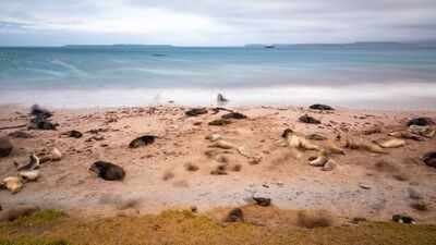 New Zealand is investing $202 million in a mega-operation aimed at restoring three islands destroyed by invasive species, with the help of Maori natives