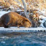 Arctic: Climate change is making Beavers expand into Canada's Arctic, where their dams are changing the landscape