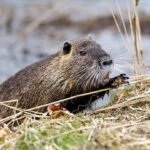 One of the world's largest rodents was imported for fur farming in North America; today it's devastating wetlands and riverbanks across US |