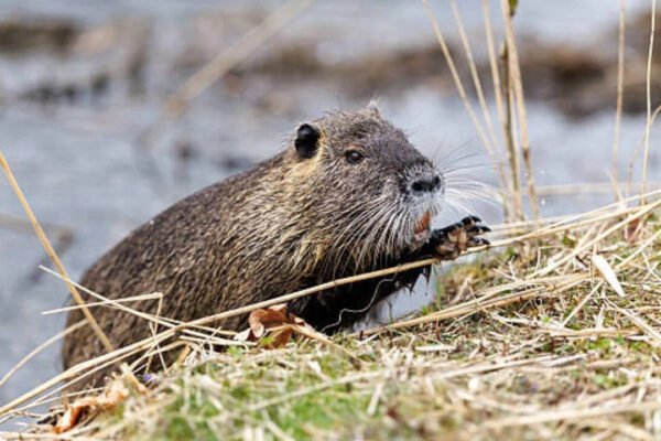 One of the world's largest rodents was imported for fur farming in North America; today it's devastating wetlands and riverbanks across US |