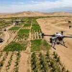 Once known as the 'Sea of Death', China's Taklamakan Desert is turning greener with drone technology