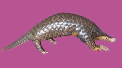 Scientists studied pangolin DNA from seven countries and rediscovered a Himalayan species that had been overlooked since 1836