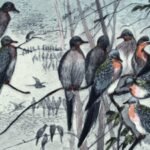 In 1914, the passenger pigeon disappeared after once filling North American skies, becoming one of history’s greatest wildlife losses