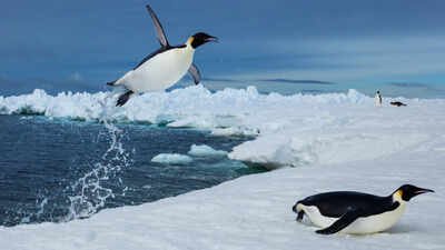 Scientists tracked more than 6,000 penguin dives beneath Antarctic sea ice and found that prey may become harder to reach, even when it has not disappeared