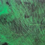 People may not need to touch Florida’s toxic algae blooms to be exposed; scientists found their toxins travelling through the air