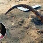 Poland's 300-year-old 'Vampire Cemetery' mystery: The strange reason 100 people were buried with sickles, locks and unusual rituals | World News