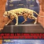 Around 30 million years ago, a tree-climbing predator became the earliest true cat; lions, tigers and house cats emerged from the lineage it began
