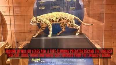 Around 30 million years ago, a tree-climbing predator became the earliest true cat; lions, tigers and house cats emerged from the lineage it began
