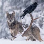 Scientists thought ravens followed wolves for food. A 2.5-year GPS study told a different story.