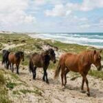 Sable Island is a remote sand island with no permanent residents, yet hundreds of wild horses roam freely across its shifting dunes