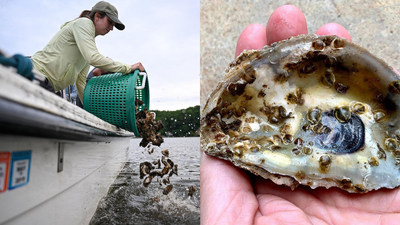 Scientists are planting 30 million oysters in the Chesapeake Bay to restore water quality and marine life in one of America's largest restoration projects |