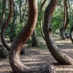 Scientists are racing to solve the mystery of Poland’s 90-year-old Crooked Forest before its bizarre C-shaped pine trees die out forever |