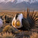 Scientists deploy robot birds in Wyoming's Grand Teton National Park to lure a critically declining local sage-grouse population away from an airport and revive its numbers