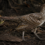Scientists discover 149-million-year-old world's smallest long-tailed bird fossil revealing how modern birds evolved |