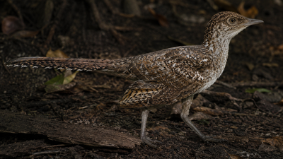 Scientists discover 149-million-year-old world's smallest long-tailed bird fossil revealing how modern birds evolved |