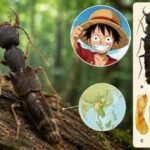 Scientists discover a new beetle genus named after One Piece’s Luffy, and its unusually long body parts explain why |