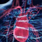 Scientists discover a surprising 'brain' hidden inside the heart: Formed by neurons, it controls the heartbeat and protects the organ during stressful situations |