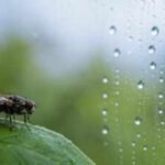 Scientists discover humidity may help control insects' biological clocks, not just light and temperature |