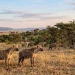 Scientists discover hyenas have a secret language of facial expressions and sounds that helps prevent fights from turning deadly |