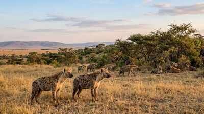 Scientists discover hyenas have a secret language of facial expressions and sounds that helps prevent fights from turning deadly |