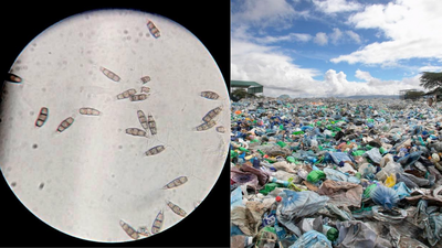 Scientists discovered a plastic-eating fungus in the Amazon rainforest that survives without oxygen and could one day help tackle landfill waste worldwide |