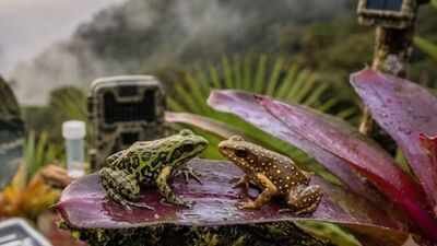 Scientists find two tiny frogs living together in a misty Peruvian forest above 3,000 metres |