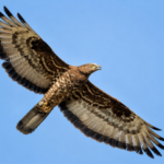 Scientists fitted a European honey buzzard with a GPS tracker. The bird flew for 42 days, covering more than 10,000 km from South Africa to Finland and helping researchers uncover the secrets of one of nature's greatest migrations |