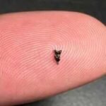 Scientists found ancient teeth smaller than a fingertip; they are rewriting early primate history |