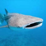 Whale Sharks: Scientists attach cameras to whale sharks, capturing how the world’s biggest fish hunts like never before