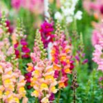 How wild snapdragons fine-tune their shades to attract bees; even the smallest change decide which genes survive