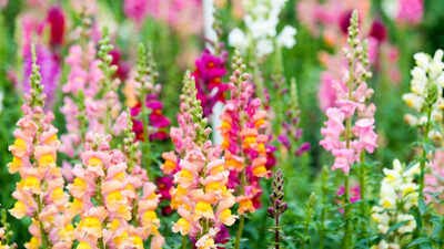 How wild snapdragons fine-tune their shades to attract bees; even the smallest change decide which genes survive
