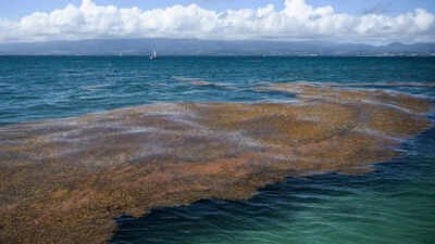 Space images have found a 5,000-mile seaweed belt across the Atlantic: Scientists say it can clog beaches and create public health problems |